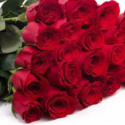 Заказать Роза красная 50см, Цветы Солигорск