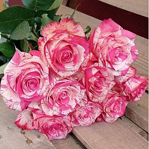 Роза Бело-розовая 50см, Цветы Солигорск
