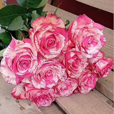 Заказать Роза Бело-розовая 50см, Цветы Солигорск