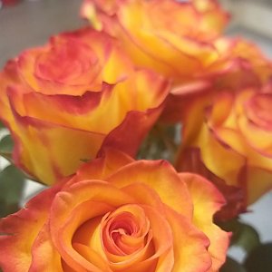 Роза Оранжевая 55см, Цветы Солигорск